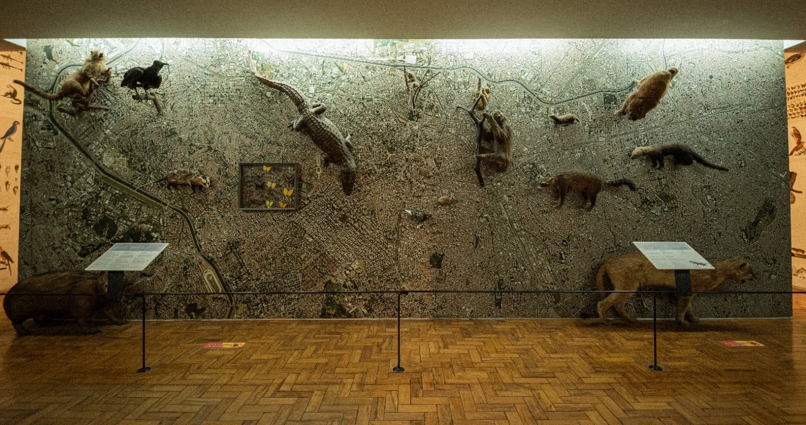 Museu de Zoologia da USP mostra a fauna escondida na Paulista