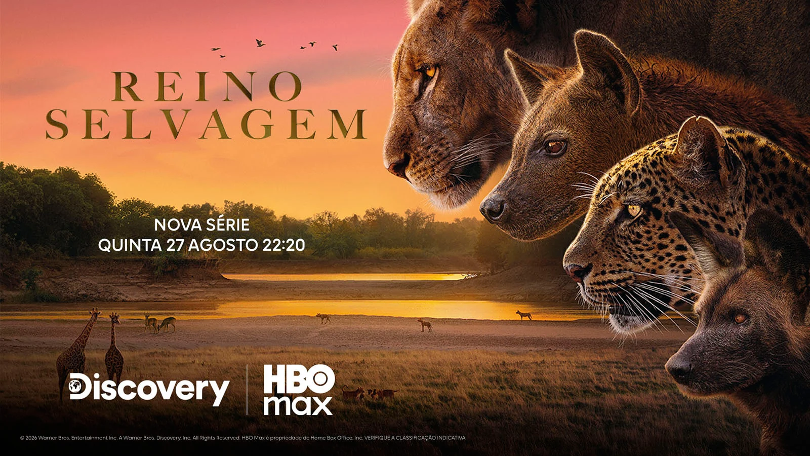 reino selvagem acompanha disputa de quatro predadoras na savana africana featured