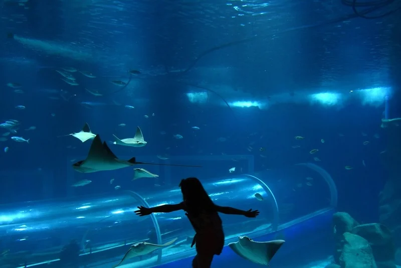 Sessão Azul adapta visita ao AquaRio para pessoas com TEA 1 Sessão Azul adapta visita ao AquaRio para pessoas com TEA