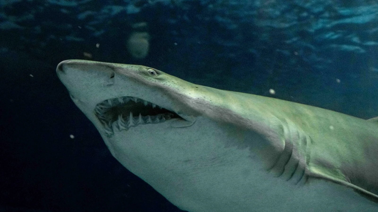 aquario leva realidade virtual e microscopia ao rio ocean week featured
