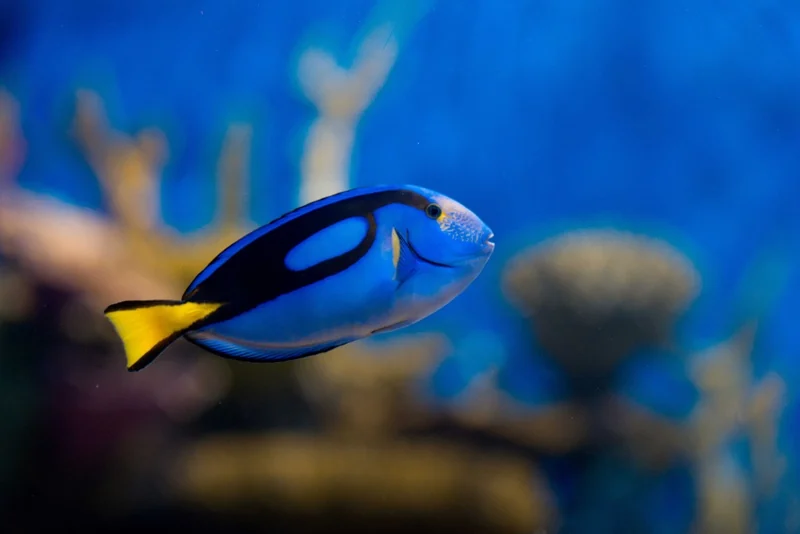 AquaRio leva realidade virtual e microscopia ao Rio Ocean Week