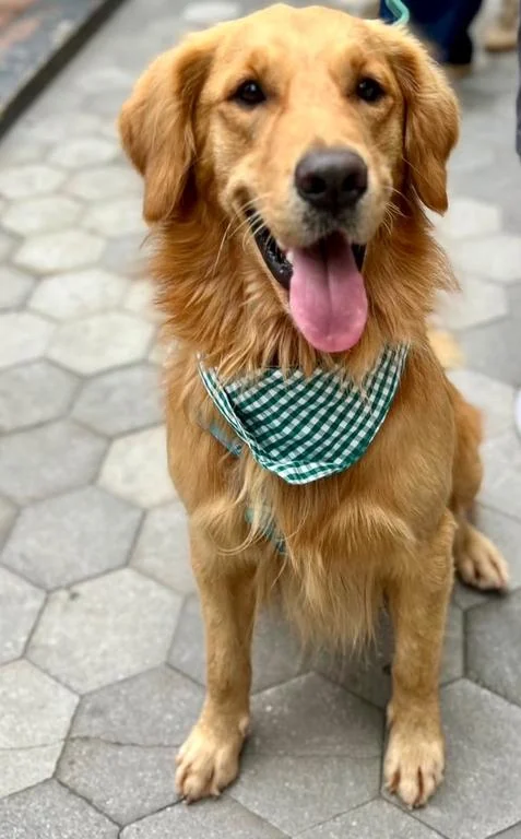 Cachorrida e Garotada batem recorde e ganham espaco de 10 mil m²