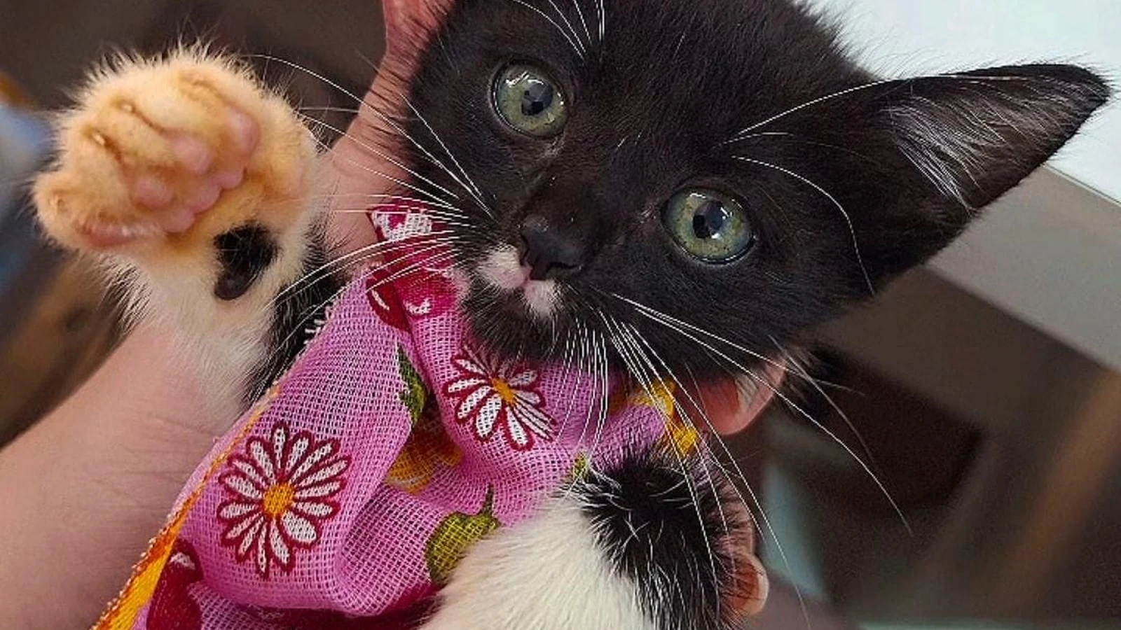 Cães e gatos resgatados ganham chance de adoção em Duque de Caxias caes e gatos resgatados ganham chance de adocao em duque de caxias featured