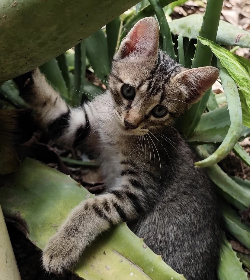 Cães e gatos resgatados ganham chance de adoção em Duque de Caxias 1 Cães e gatos resgatados ganham chance de adoção em Duque de Caxias