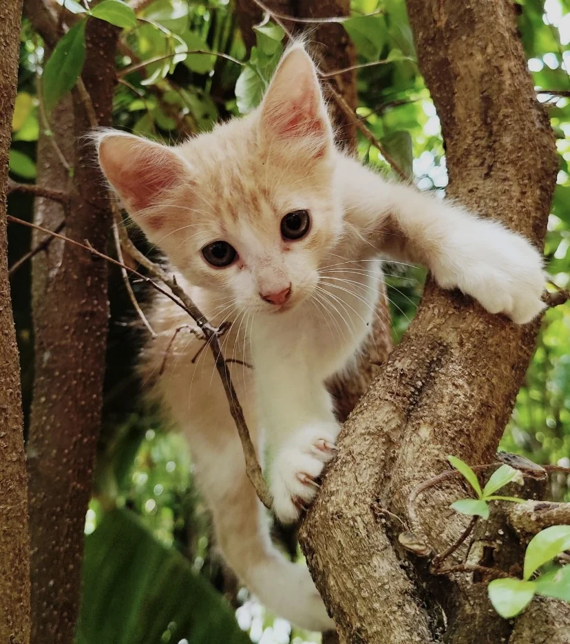 Cães e gatos resgatados ganham chance de adoção em Duque de Caxias 2 Cães e gatos resgatados ganham chance de adoção em Duque de Caxias