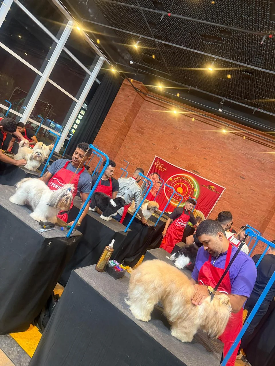 Campeonato de estética animal reúne elite do grooming no Ceará 4 Campeonato de estética animal reúne elite do grooming no Ceará