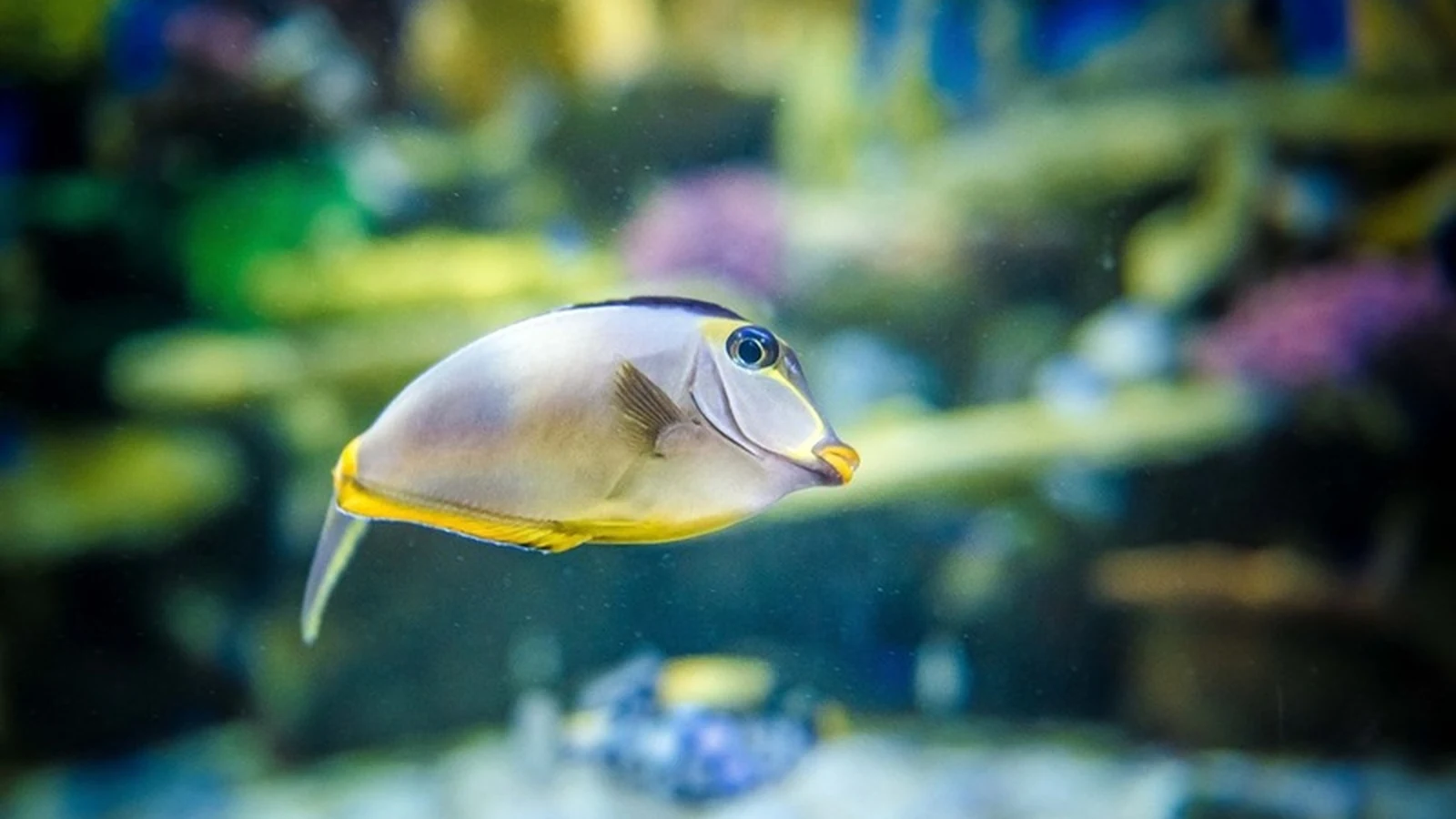 criancas viram veterinarias de raias e tubaroes em acao do aquario featured