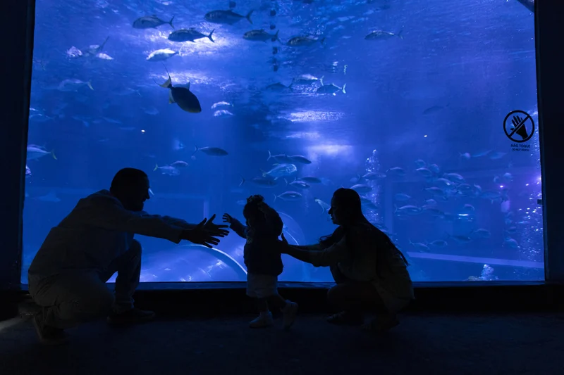 Crianças viram veterinárias de raias e tubarões em ação do AquaRio