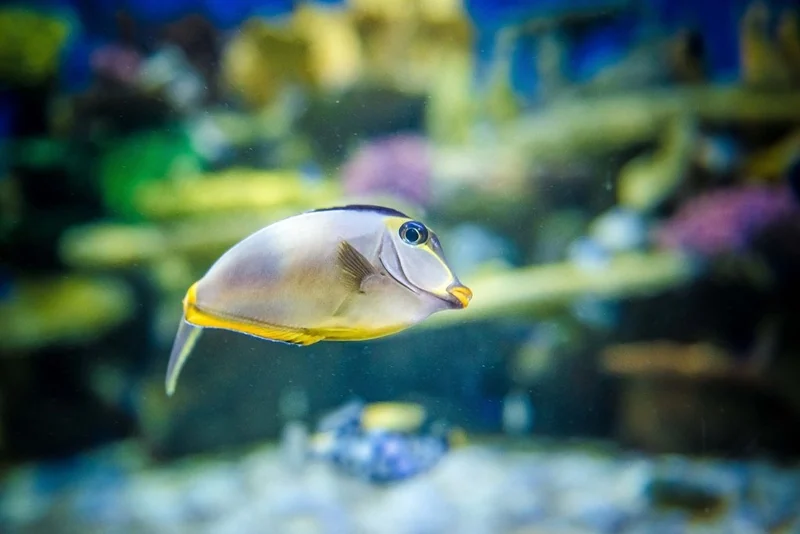 Crianças viram veterinárias de raias e tubarões em ação do AquaRio