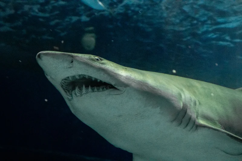 Crianças viram veterinárias de raias e tubarões em ação do AquaRio