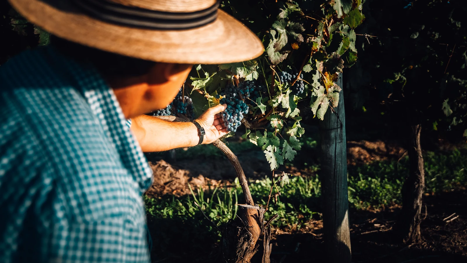 Exportações de vinhos uruguaios disparam 25% e país amplia espaço em SP exportacoes de vinhos uruguaios disparam 25 e pais amplia espaco em sp featured