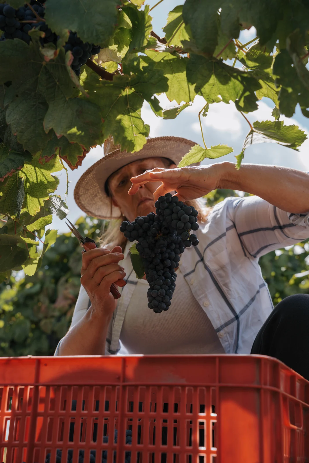 Exportações de vinhos uruguaios disparam 25% e país amplia espaço em SP 2 Exportações de vinhos uruguaios disparam 25% e país amplia espaço em SP