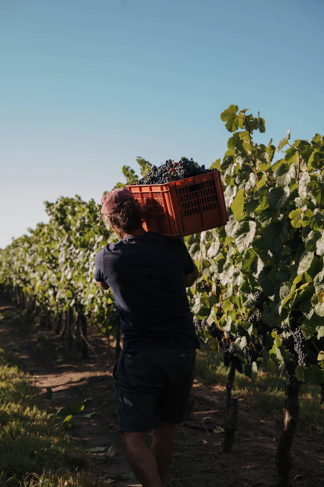Exportações de vinhos uruguaios disparam 25% e país amplia espaço em SP 3 Exportações de vinhos uruguaios disparam 25% e país amplia espaço em SP