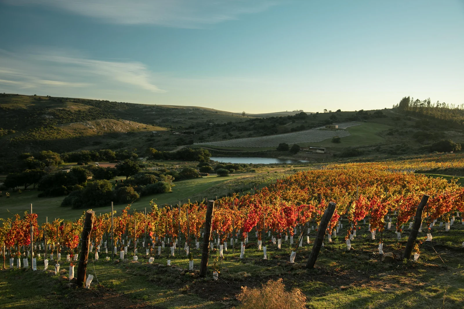 Exportações de vinhos uruguaios disparam 25% e país amplia espaço em SP 5 Exportações de vinhos uruguaios disparam 25% e país amplia espaço em SP
