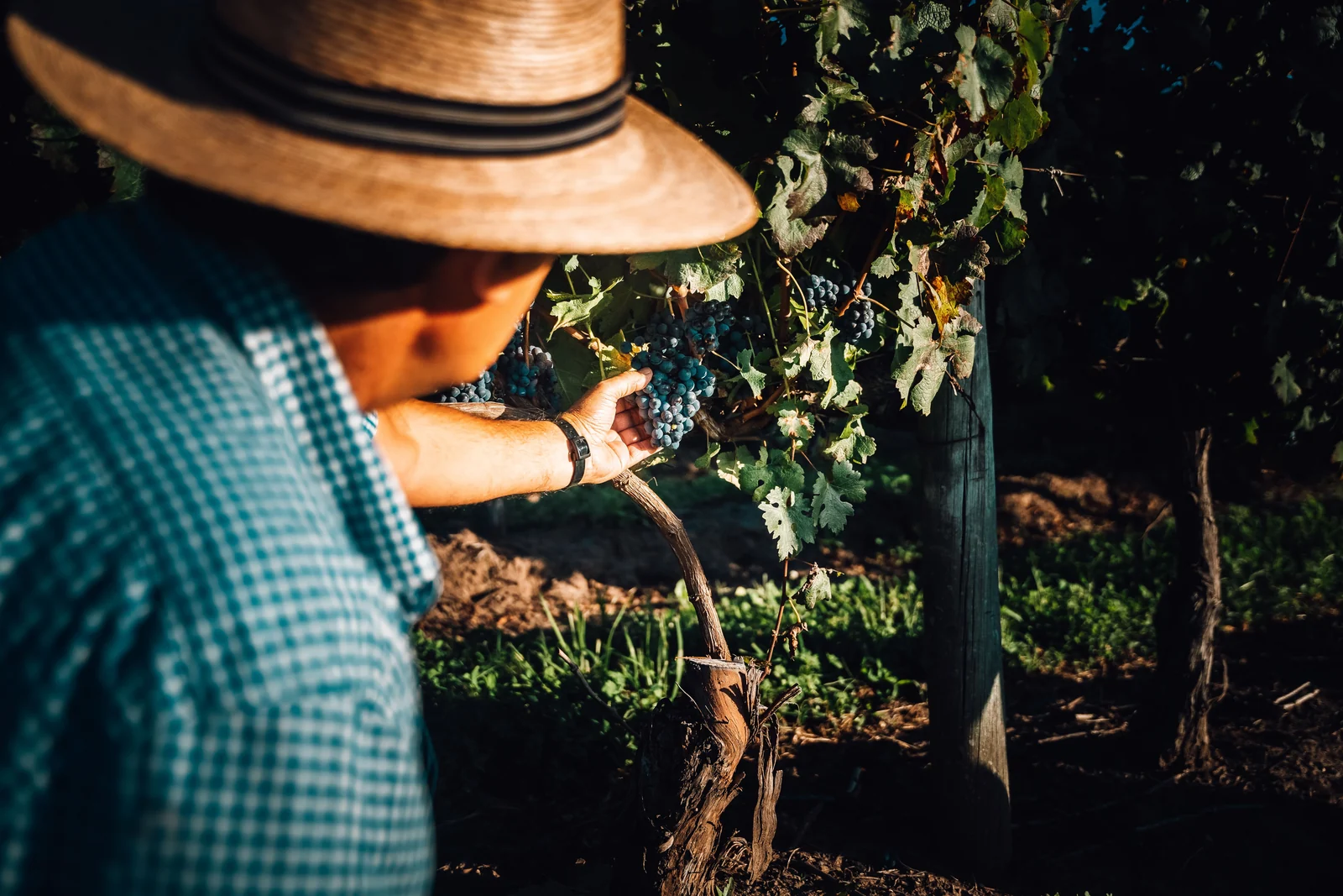 Exportações de vinhos uruguaios disparam 25% e país amplia espaço em SP 6 Exportações de vinhos uruguaios disparam 25% e país amplia espaço em SP