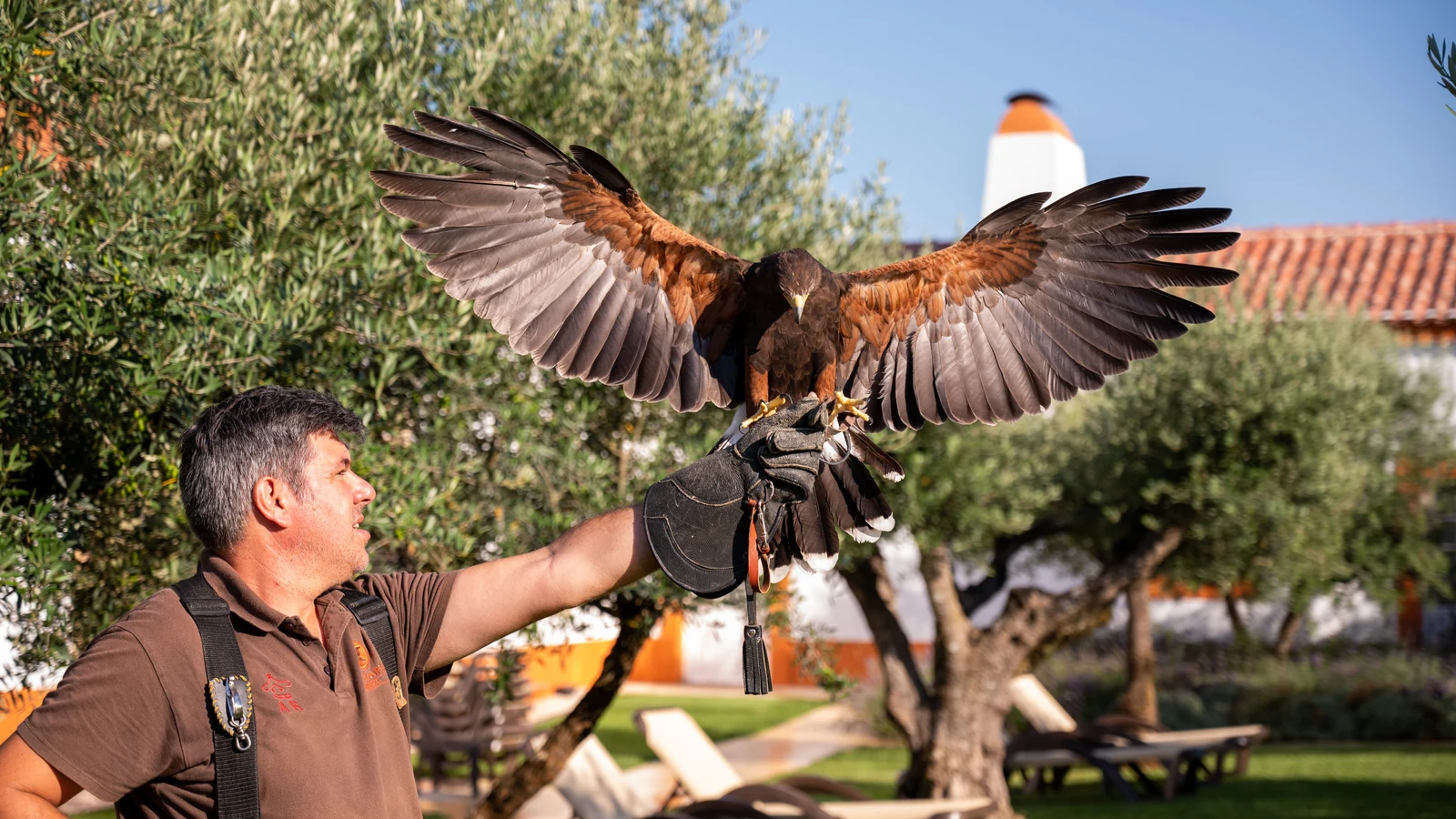falcoaria milenar da unesco sobrevive nas paisagens do alentejo featured