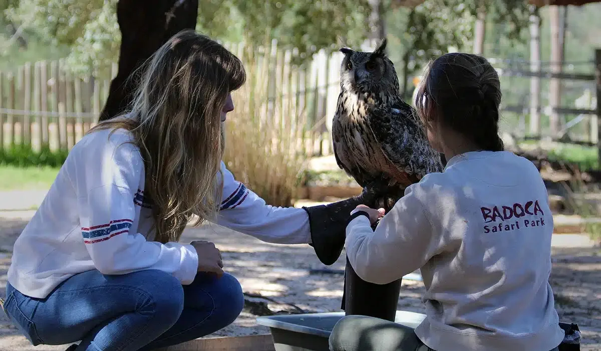 Falcoaria milenar da Unesco sobrevive nas paisagens do Alentejo