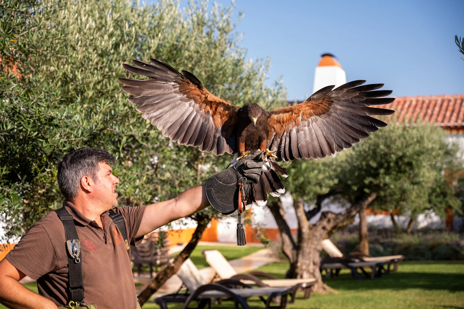 Falcoaria milenar da Unesco sobrevive nas paisagens do Alentejo