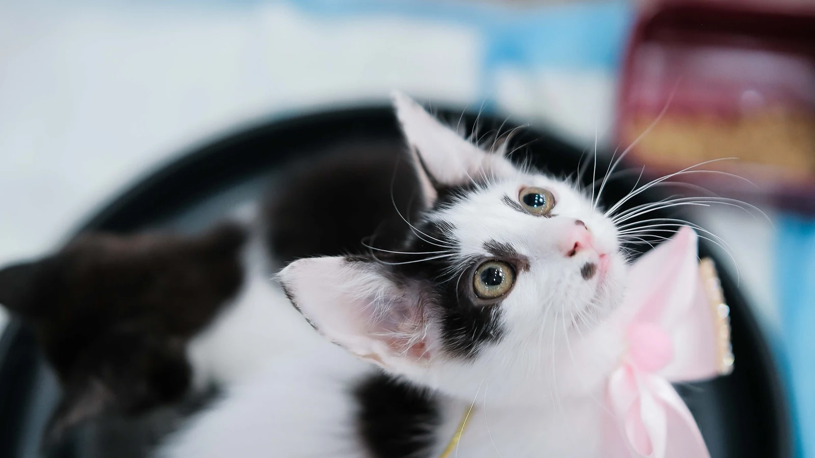 feira pet reune caes e gatos para adocao no west shopping em setembro featured