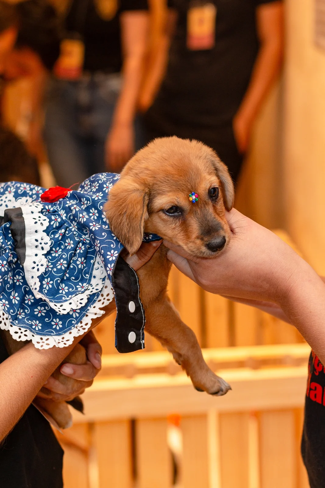 Feira Pet reúne cães e gatos para adoção no West Shopping em setembro