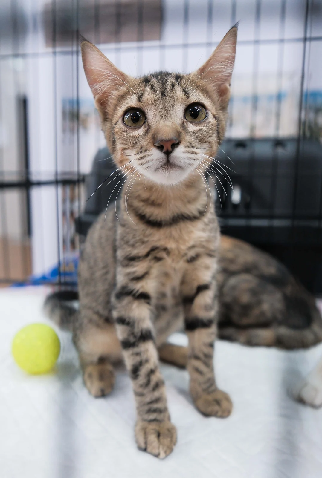 Feira Pet reúne cães e gatos para adoção no West Shopping em setembro