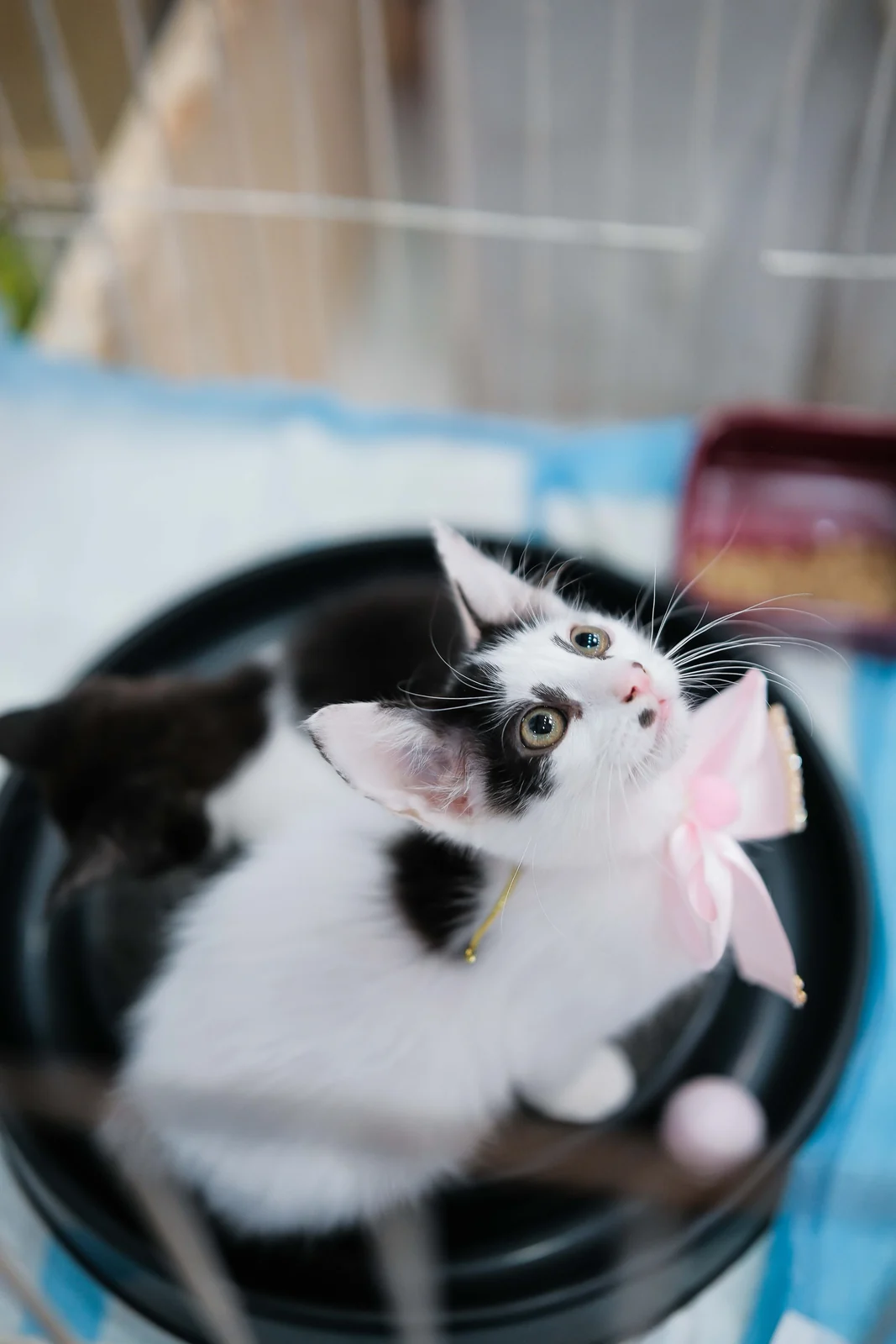 Feira Pet reúne cães e gatos para adoção no West Shopping em setembro