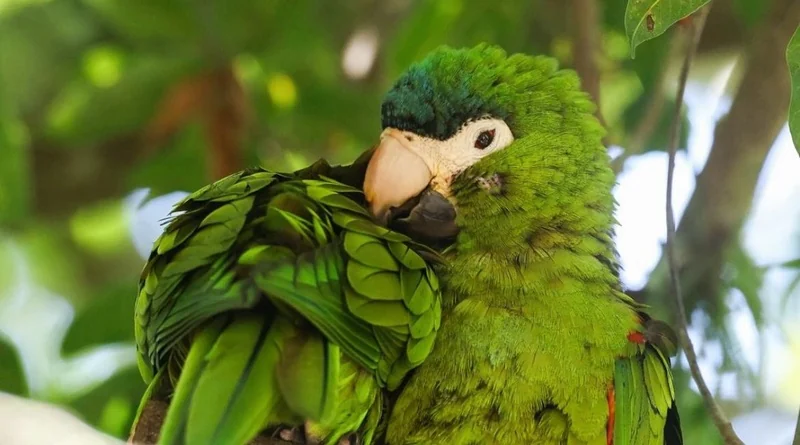 Museu do Jardim Botânico reúne festival de aves e oficinas gratuitas