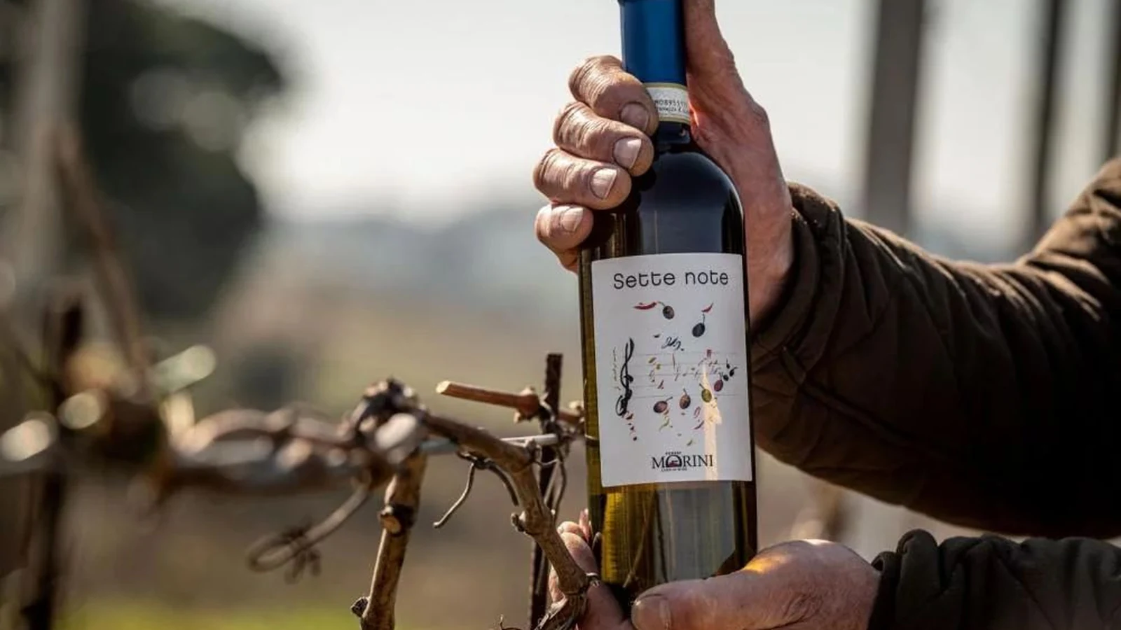 poderi morini estreia no brasil com castas raras e rotulos de artistas featured