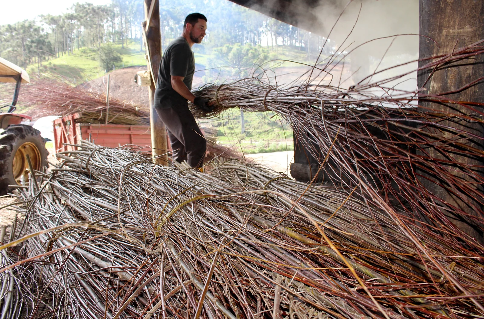 Tradição do vime impulsiona polo artesanal e futura rota turística