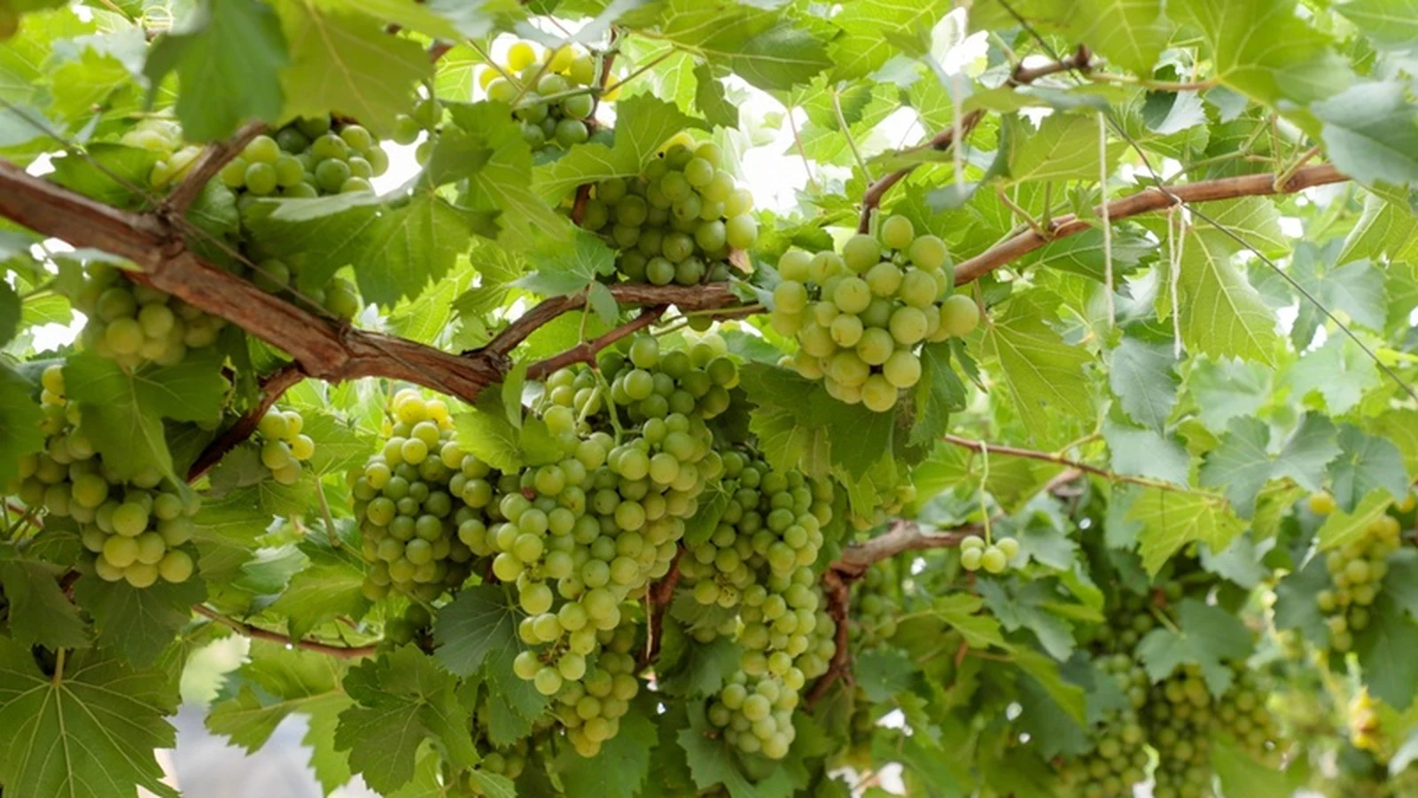 Vinícolas em Goiás avançam cinco vezes acima da média nacional vinicolas em goias avancam cinco vezes acima da media nacional featured