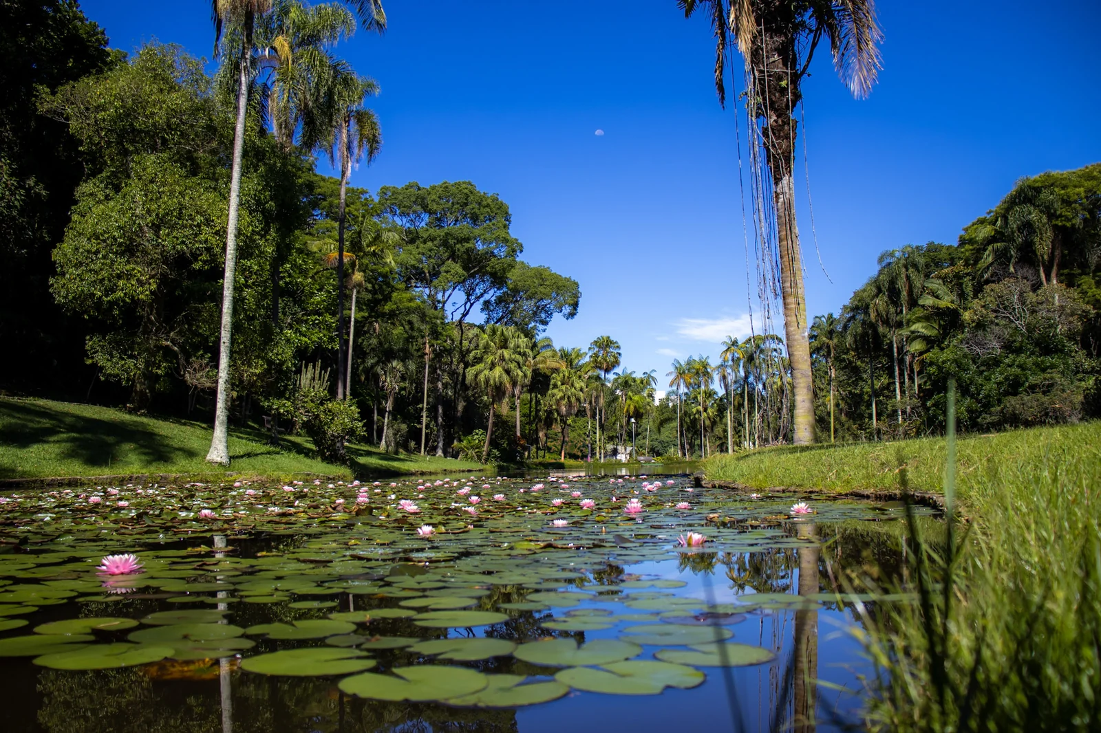 Zoo SP, Jardim Botânico e Simba Safari lançam meia-entrada no feriado