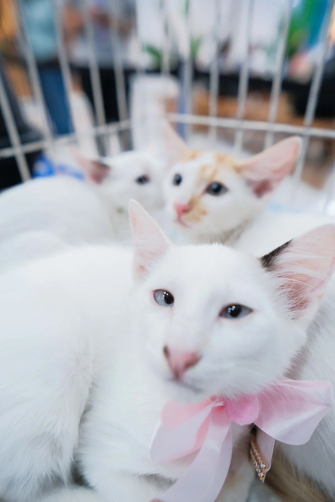 Ações gratuitas no West Shopping oferecem vacina antirrábica e adoção pet