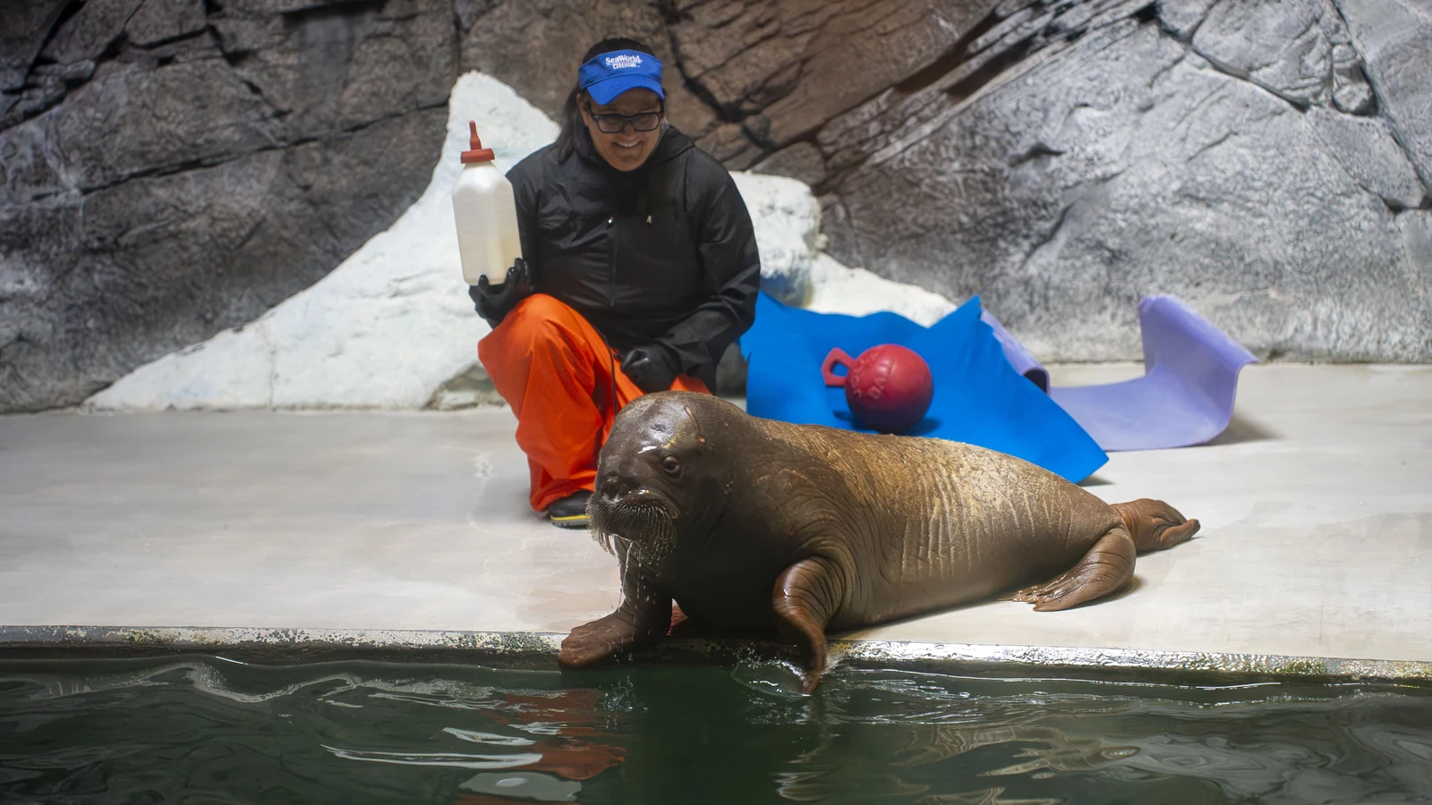 morsa resgatada no alasca viaja 6 mil km para novo lar no seaworld featured