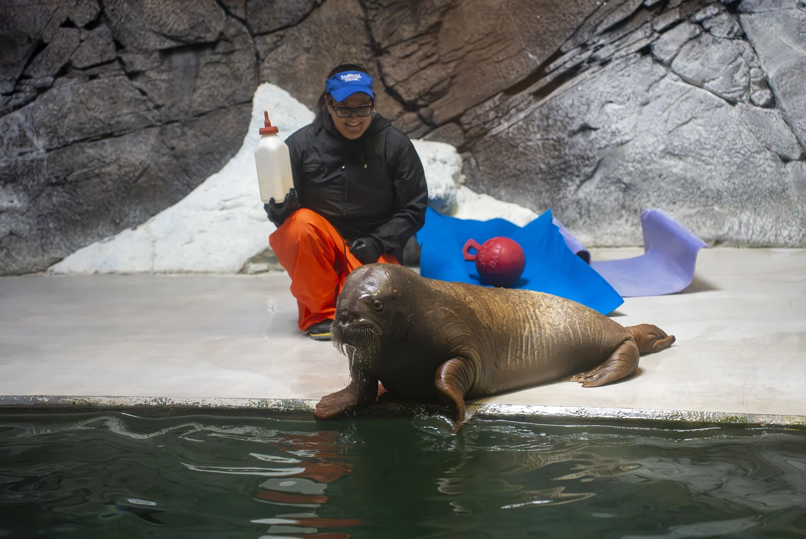 Morsa resgatada no Alasca viaja 6 mil km para novo lar no SeaWorld